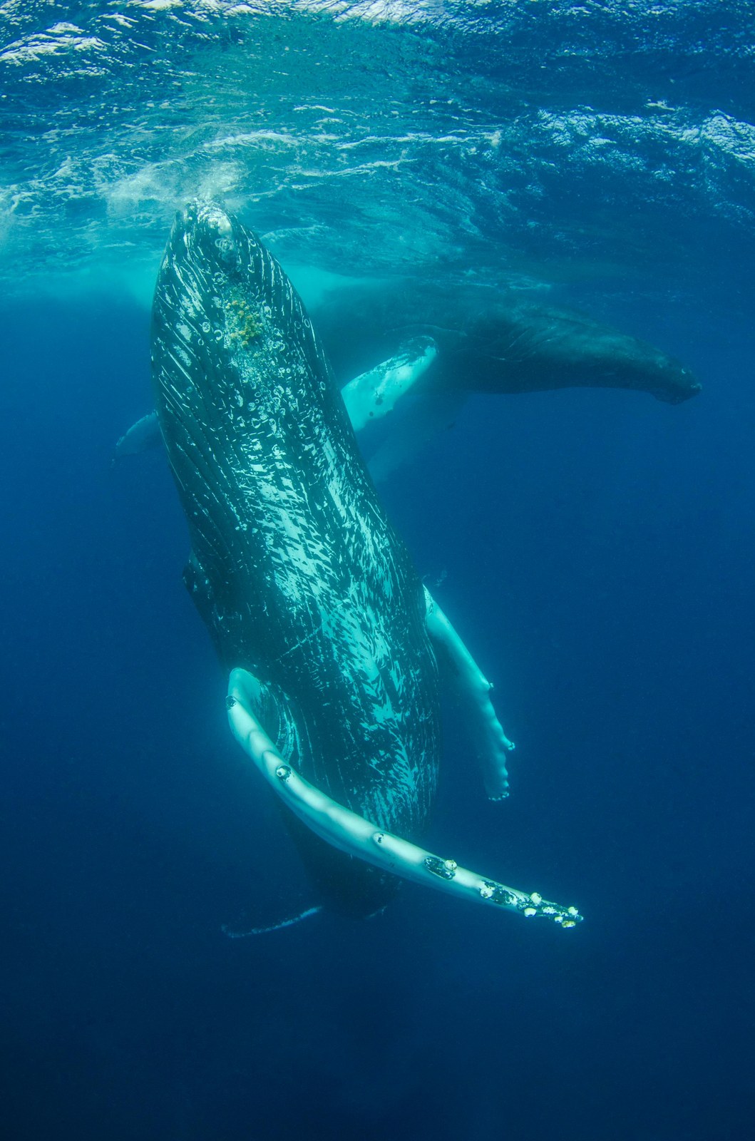 Ocean Giants