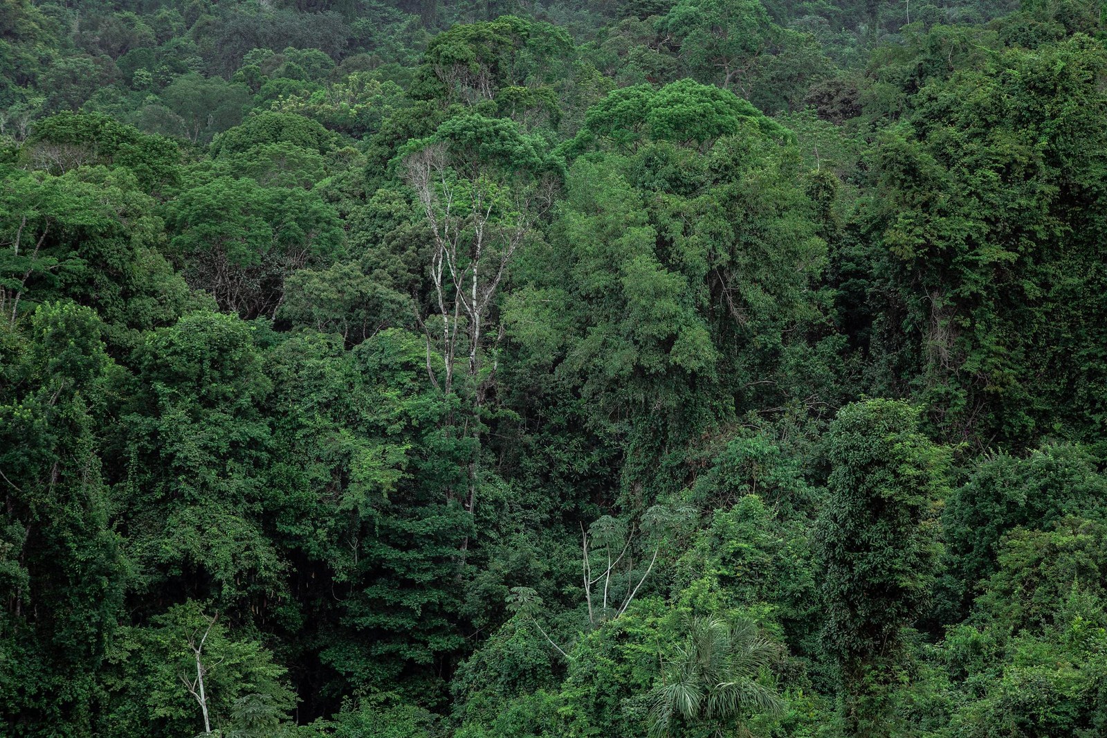 Tropical Rainforest