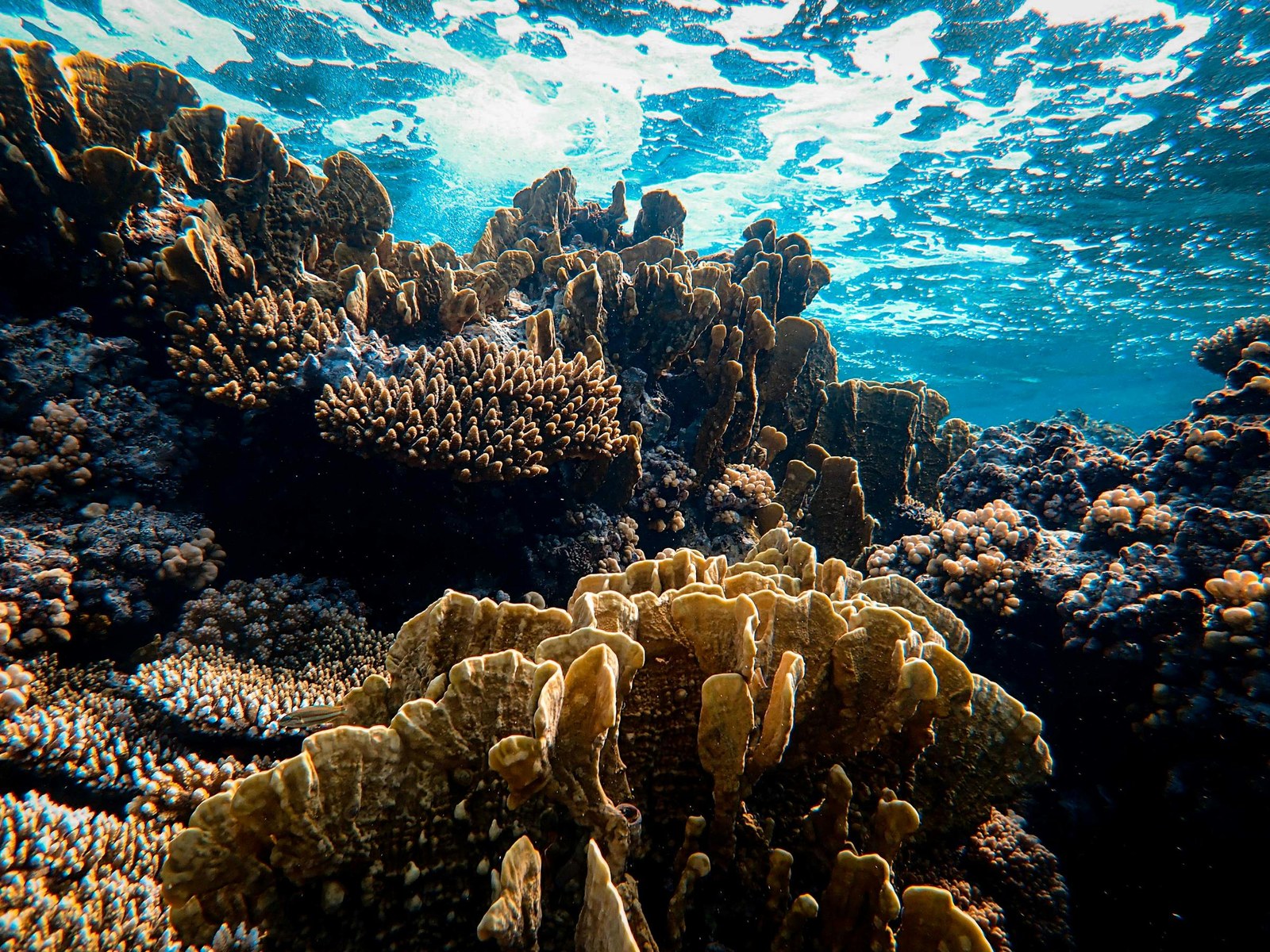 Underwater Reef